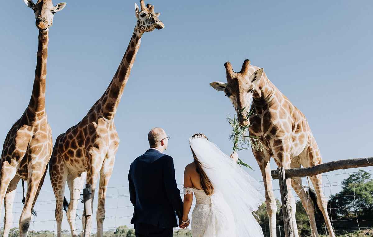 Unique Weddings at Werribee Open Range Zoo