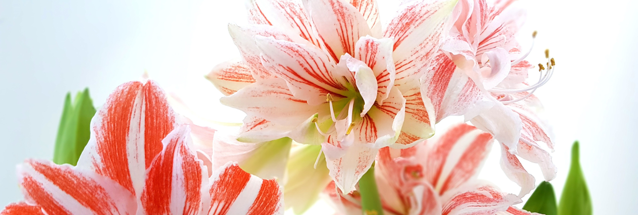 Amaryllis