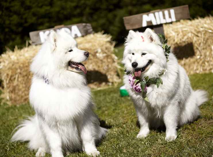 White Dogs - Trent and Brooke's Wedding at Private Residence