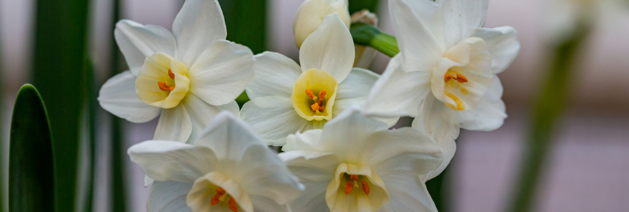 Paperwhites