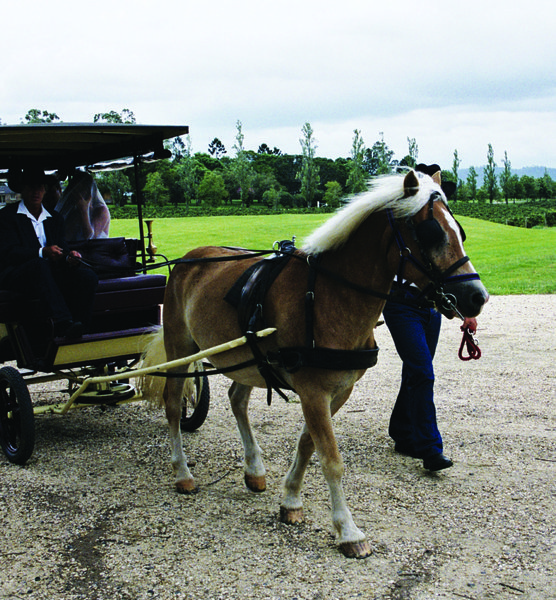 Romi and Daniel at Wyndham Estate Winery