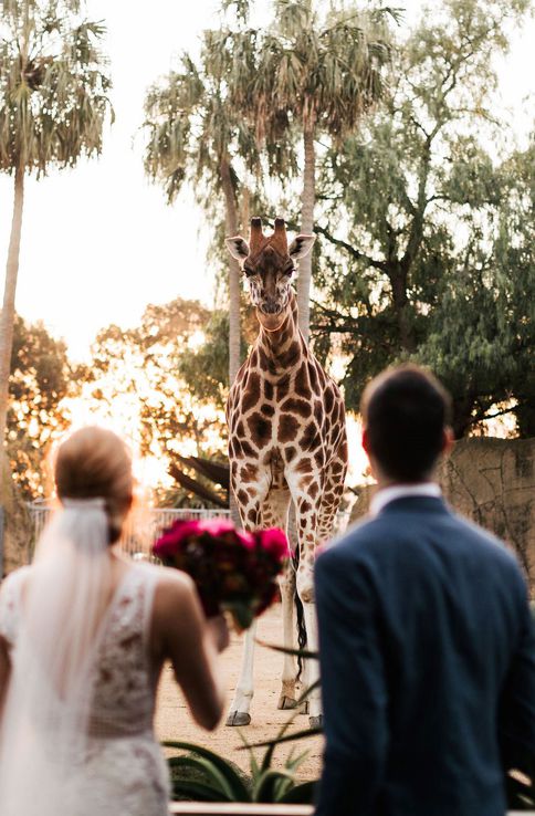 Melb Zoo