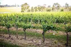 Bianchet Winery