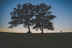 Bonville Golf Resort Weddings