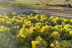 Coombe Yarra Valley