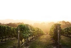 Jackalope Mornington Peninsula Weddings