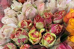 Oakleigh Flowers