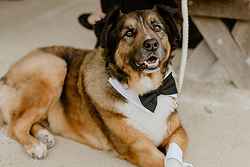 Snoots and Suits - Wedding Pet Chaperone