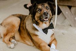 Snoots and Suits - Wedding Pet Chaperone