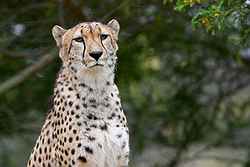 Werribee Open Range Zoo Weddings