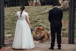 Werribee Open Range Zoo Weddings