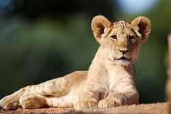 Werribee Open Range Zoo Weddings